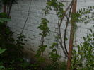DSCN7626