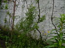 DSCN7627