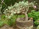 Euphorbia balsamifera