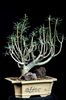 Euphorbia balsamifera