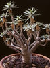 Euphorbia balsamifera