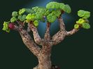 Pelargonium cotyledonis