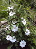 DSC09827