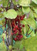 Schisandra 3oct