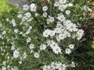 Cerastium tomentosum