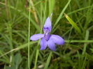 Delphinium consolida (2015, July 03)