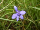 Delphinium consolida (2015, July 10)