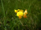 Birds Foot Trefoil (2015, July 03)