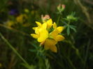 Birds Foot Trefoil (2015, July 05)