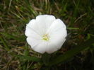 Convolvulus arvensis (2015, July 03)