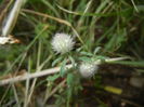 Trifolium arvense (2015, July 10)