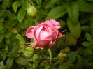 Pink Miniature Rose (2015, July 01)