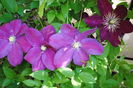 6 mai,clematis Sunset