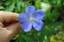 cred ca-i johnsons-blue