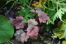 6 mai,heuchera Sugar Plum, salvata :))