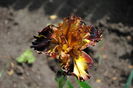 Spiced Tiger
