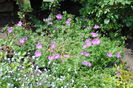 geranium sanguineum Rosa