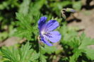 geranium him baby blue3004