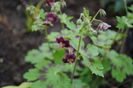 Geranium phaeum Samobor1504