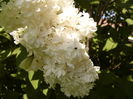 Syringa vulgaris alb cu flori involte