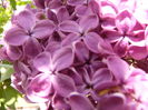 Syringa vulgaris cu flori visinii simple