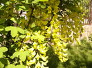 Laburnum