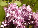 Syringa Michel Buchener