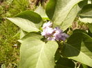 Syringa Pavlinka