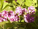 Syringa Charles Joly