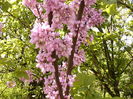 Cercis Siliquarum
