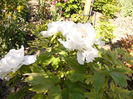 Paeonia suffruticosa alba