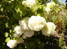 Viburnum opulus roseum