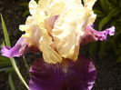 Iris Boysberry Buttercup