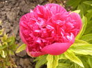 Paeonia Rubra Plena