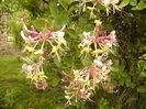 Lonicera Caprifolium Inga