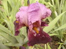Iris Indian Chief