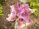 Iris Queen in Calico