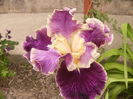 Iris Spirit of World