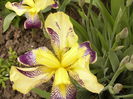 Iris Niebelungen