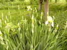 Iris Yellow Lime