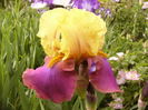 Iris Gala Madrid