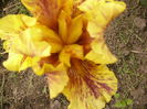 Iris Infernal Fire
