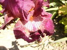Iris Indiscret