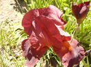 Iris Sultan,s Palace