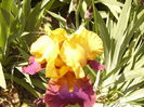 Iris Gala Madrid