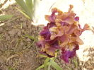 Iris Wishful Whimsey