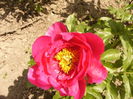 Paeonia Paula Fay