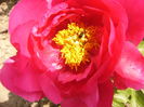 Paeonia Paula Fay