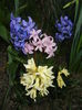 Hyacinths_Zambile (2015, April 05)