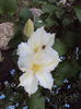 DSC09918